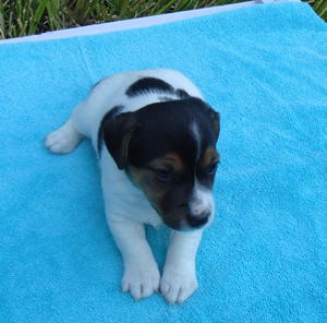 Puppy 6 Male